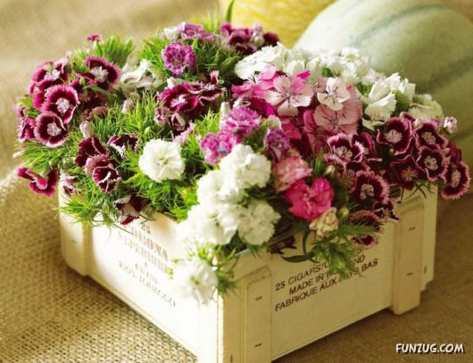 Click to Enlarge -Beautiful Colorful Flowers Wallpapers