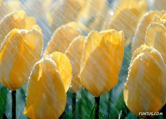 Click to Enlarge -Beautiful Colorful Flowers Wallpapers