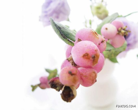 Click to Enlarge -Beautiful Colorful Flowers Wallpapers