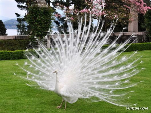 Click to Enlarge - Beautiful Birds Wallpapers