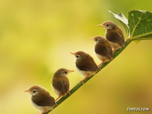 Click to Enlarge - Beautiful Birds Wallpapers