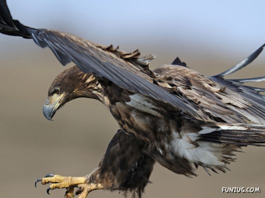 Click to Enlarge - Beautiful Birds Wallpapers