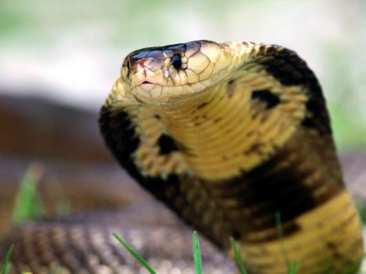 Click to Enlarge - Deadly Snakes Wallpapers