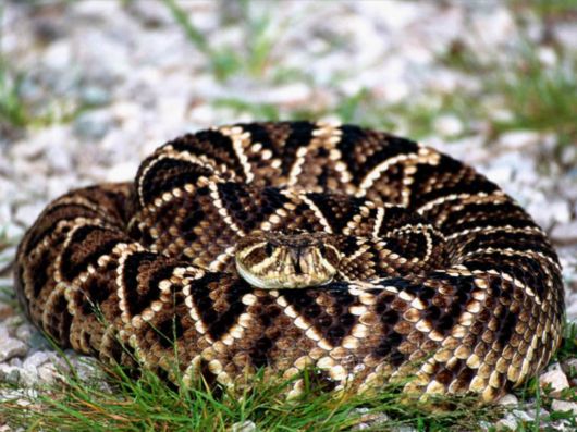 Click to Enlarge - Deadly Snakes Wallpapers