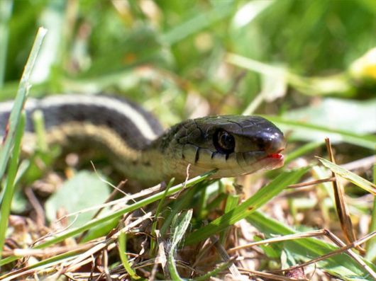 Click to Enlarge - Deadly Snakes Wallpapers