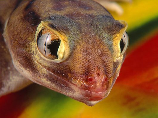 Click to Enlarge - Deadly Snakes Wallpapers