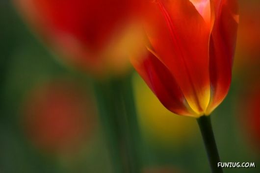 Click to Enlarge - So Lovely Nature Photoshots