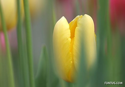 Click to Enlarge - So Lovely Nature Photoshots