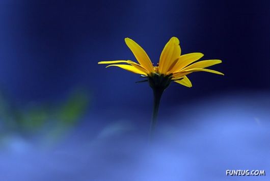 Click to Enlarge - So Lovely Nature Photoshots