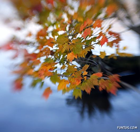 Click to Enlarge - So Lovely Nature Photoshots