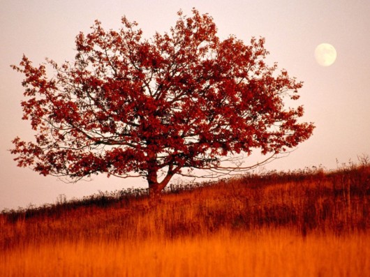 Click to Enlarge - National Geo's Best Wallpapers of the Year