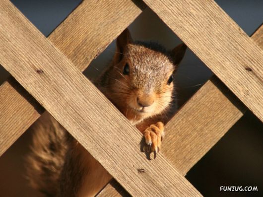 Click to Enlarge - Most Amazing Photoshopped Wallpapers