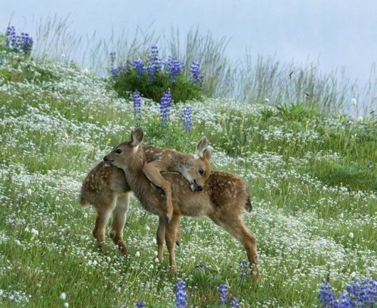 Animals Photography at its Best