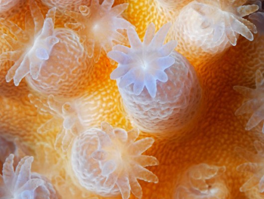 Most Beautiful Coral Photography