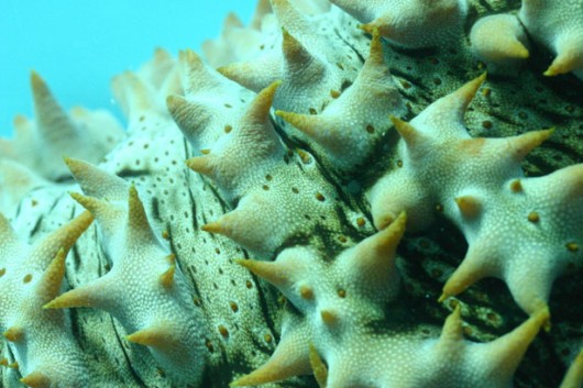 Most Beautiful Coral Photography