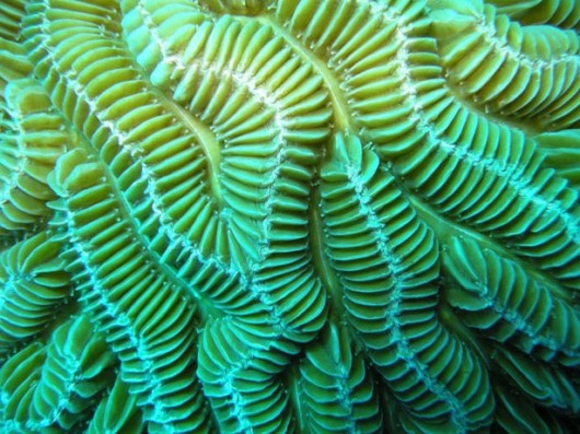 Most Beautiful Coral Photography
