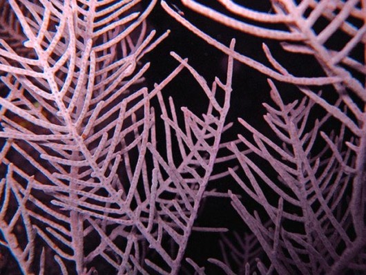 Most Beautiful Coral Photography