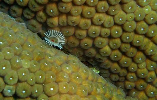 Most Beautiful Coral Photography