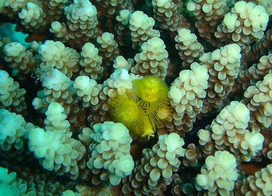Most Beautiful Coral Photography