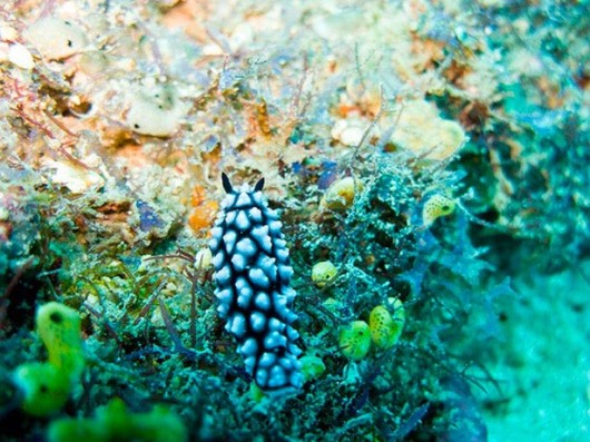 Most Beautiful Coral Photography