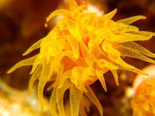 Most Beautiful Coral Photography