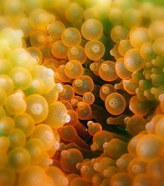 Most Beautiful Coral Photography