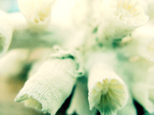 Most Beautiful Coral Photography