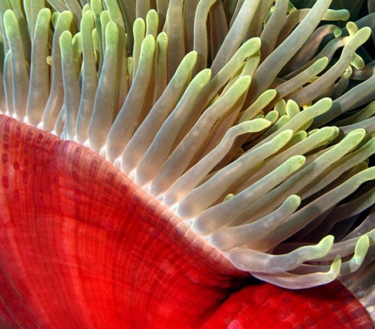 Most Beautiful Coral Photography