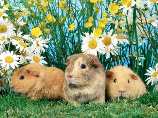 Very Cute Rabbits for You