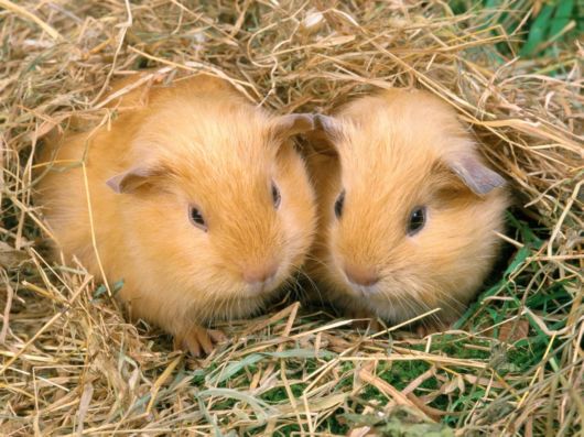 Very Cute Rabbits for You