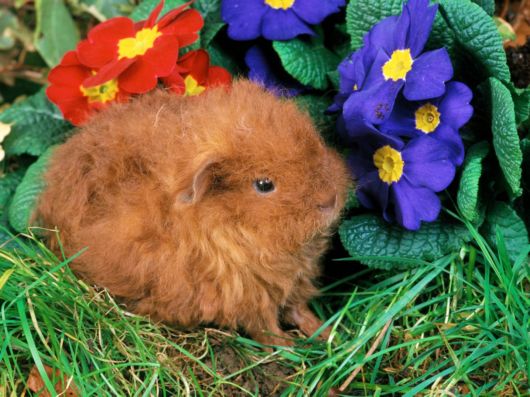 Very Cute Rabbits for You