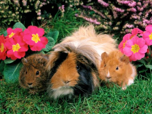 Very Cute Rabbits for You