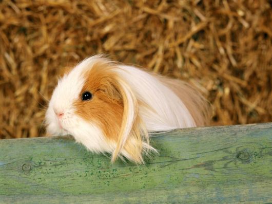 Very Cute Rabbits for You