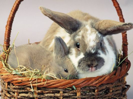 Very Cute Rabbits for You