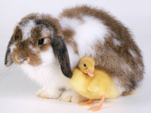 Very Cute Rabbits for You