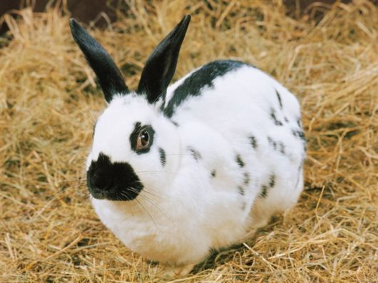 Very Cute Rabbits for You