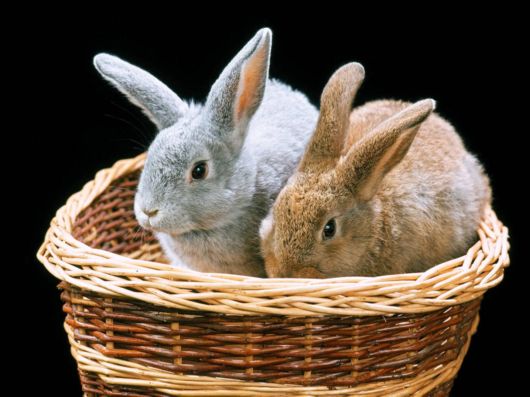 Very Cute Rabbits for You