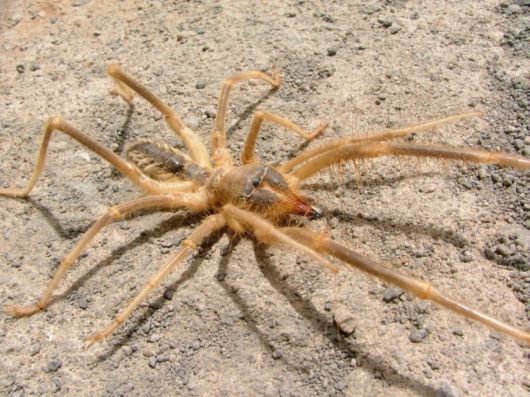 Most Dangerous Camel Spiders | Funzug.com