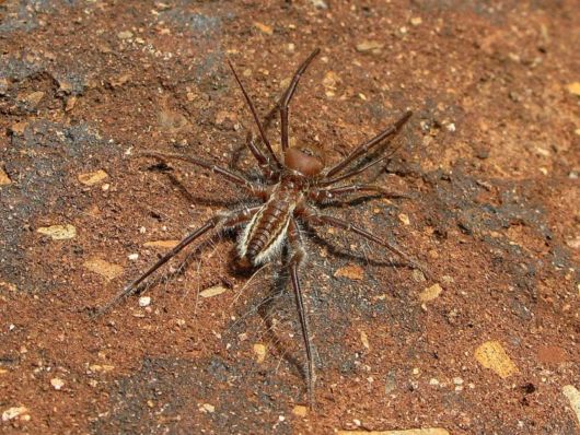 Most Dangerous Camel Spiders | Funzug.com