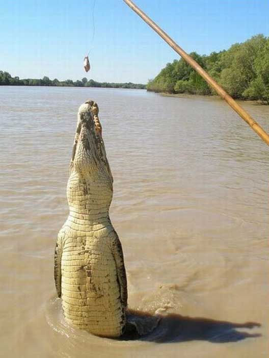Learn How To Feed Crocodiles