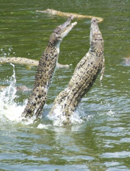 Learn How To Feed Crocodiles