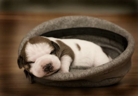 Funny Dogs Funny Pictures