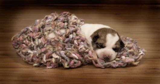 Funny Dogs Funny Pictures