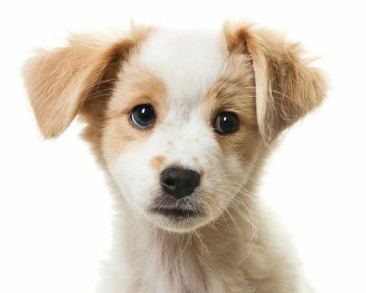 Funny Dogs Funny Pictures