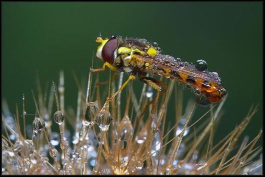 Insects in the Morning Dew