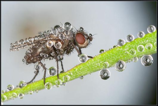Insects in the Morning Dew