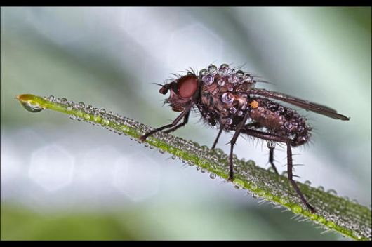 Insects in the Morning Dew