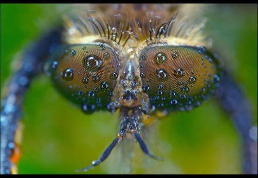 Insects in the Morning Dew
