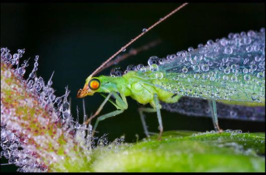 Insects in the Morning Dew