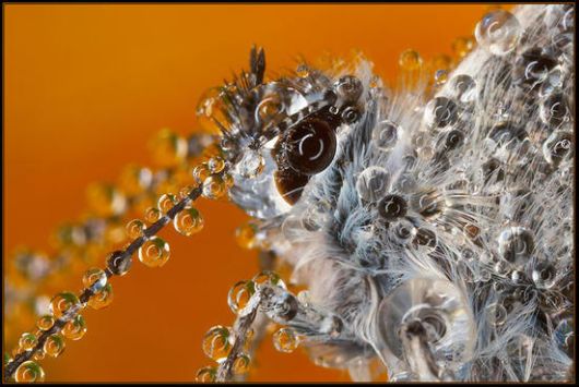 Insects in the Morning Dew